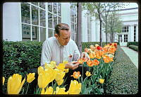 Irvin Williams Tends to Tulips in the Jacqueline Kennedy Garden