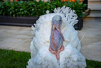 Turkey Pardon Ceremony, 2021