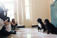 Bo and Sunny Welcome White House Visitors