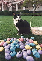 The Clinton's Cat, Socks, at Easter