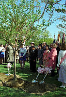 First Lady Hillary Clinton Plants a Cherry Blossom 