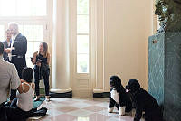 Bo and Sunny Welcome White House Visitors