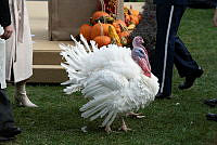 2023 Turkey Pardon Ceremony, Biden Administration