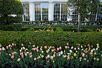 Flowers in the Jacqueline Kennedy Garden, Biden Administration