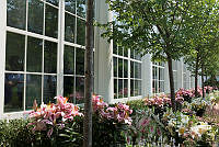 Lilies Along the East Colonnade