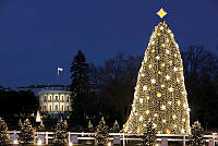National Christmas Tree, 2009
