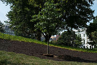 Eisenhower Oak Sapling at Presidential Descendants Event