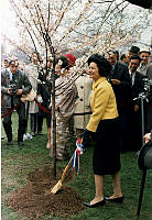 First Lady Lady Bird Johnson Plants a Cherry Blossom Tree