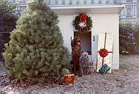 Nixon Dogs Pose for a Holiday Photo