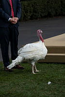 2023 Turkey Pardon Ceremony, Biden Administration