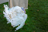 Turkey Pardon Ceremony, 2021