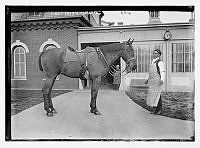 President Taft's Horse by the White House Stables