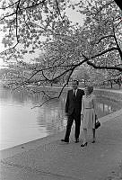 President and Mrs. Nixon Stroll Among the Cherry Blossoms