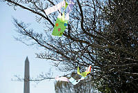 Kites in Trees at the 2015 White House Easter Egg Roll