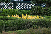 Flowers in the Jacqueline Kennedy Garden, Biden Administration