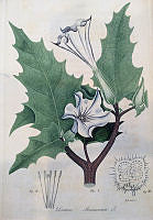 Botanical Drawing of a Thorn Apple