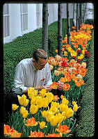 Irvin Williams Tends to Tulips in the Jacqueline Kennedy Garden