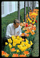 Irvin Williams Tends to Tulips in the Jacqueline Kennedy Garden