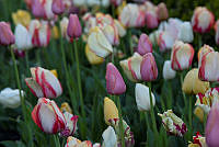 Flowers in the Jacqueline Kennedy Garden, Biden Administration