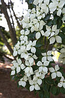 Close Up of the Clinton White Dogwood