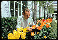 Irvin Williams Tends to Tulips in the Jacqueline Kennedy Garden