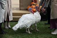 2023 Turkey Pardon Ceremony, Biden Administration