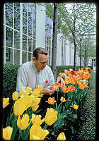 Irvin Williams Tends to Tulips in the Jacqueline Kennedy Garden