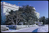 Snow Covered Jackson Magnolias on the South Grounds