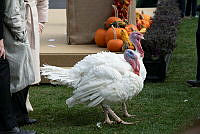 2023 Turkey Pardon Ceremony, Biden Administration