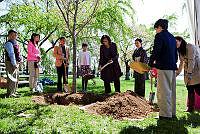 First Lady Michelle Obama Plants a Cherry Blossom Tree