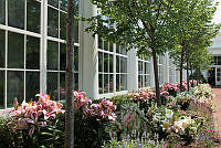 Lilies Along the East Colonnade