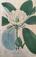 Botanical Drawing of a Small Magnolia
