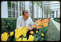 Irvin Williams Tends to Tulips in the Jacqueline Kennedy Garden