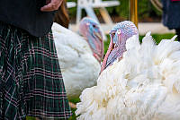 Peanut Butter and Jelly at 2021 Turkey Pardon Ceremony