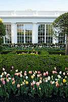 Flowers in the Jacqueline Kennedy Garden, Biden Administration