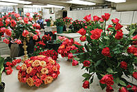 Arrangements in the White House Flower Shop