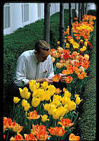 Irvin Williams Tends to Tulips in the Jacqueline Kennedy Garden