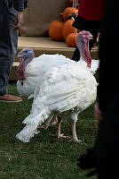 2023 Turkey Pardon Ceremony, Biden Administration