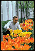 Irvin Williams Tends to Tulips in the Jacqueline Kennedy Garden