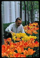 Irvin Williams Tends to Tulips in the Jacqueline Kennedy Garden