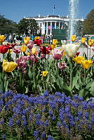 1137936.tif