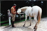 President Reagan Feeds Horse